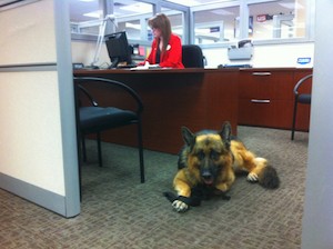 Service Dog in the Workplace